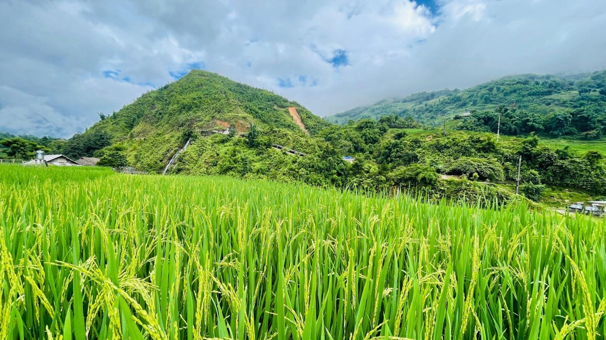 Eco Rice Fields House Vandrerhjem Sa Pa Eksteriør bilde